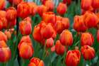 Netherlands-Holland Orange tulips at Keukenhof Gardens Art Print